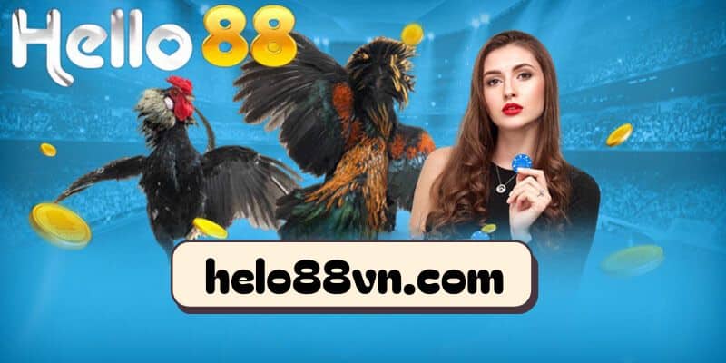 Kinh nghiệm quý báu để tham gia cược đá gà Thomo Hello88 hiệu quả