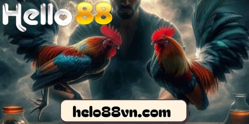 Xác định chiến kê có xác suất giành thắng lớn tại nhà cái Hello88